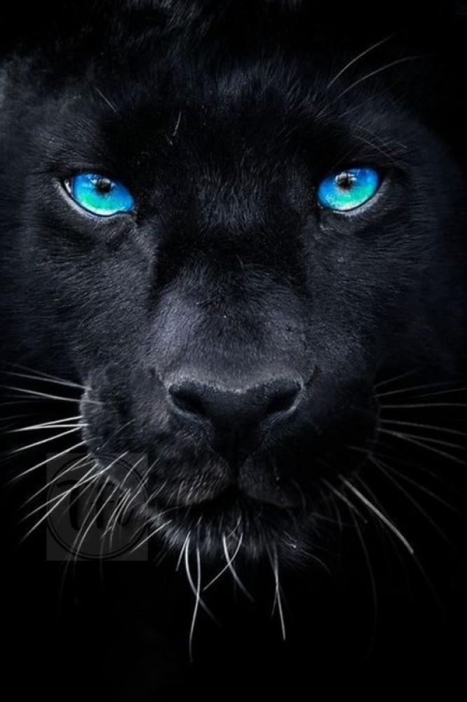 animal black panthers