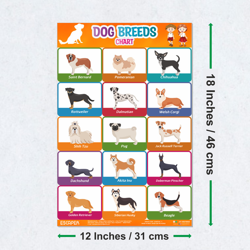 Dog Breed Chart for Kids learning 11.5 x 17.5 inches Photographic Paper Educational posters in India Buy art film design movie music nature and educational paintings wallpapers at Flipkart
