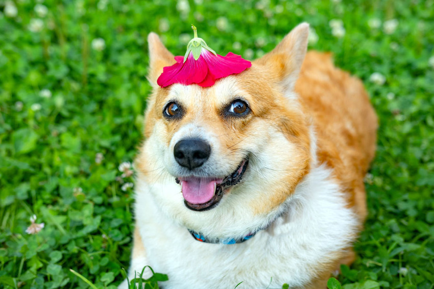 Poster Corgi Dog Poster Funny Dog Wall Poster Fine Art Print Art Paintings Decorative Animals posters in India Buy art film design movie music nature and educational paintings wallpapers