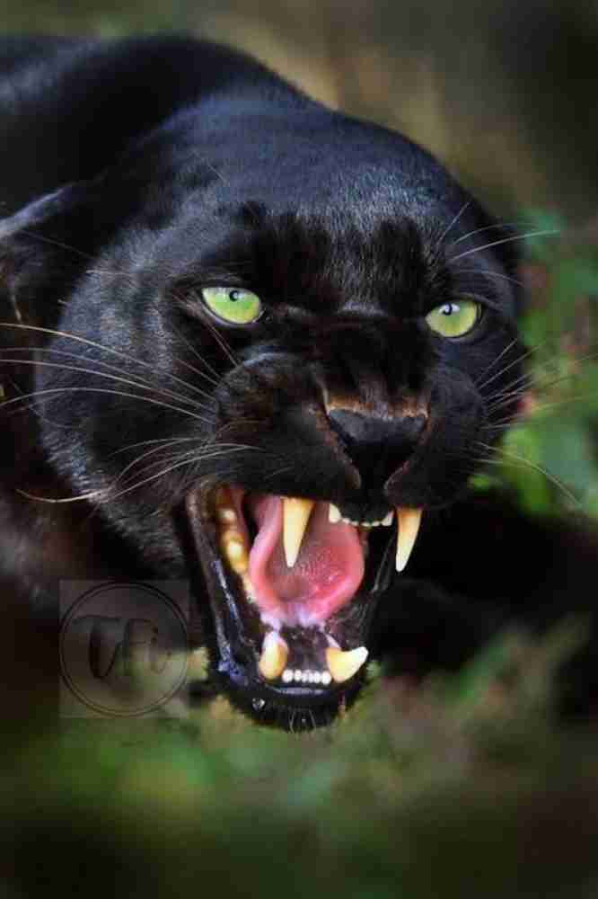 Wild Animal Black Panther Poster