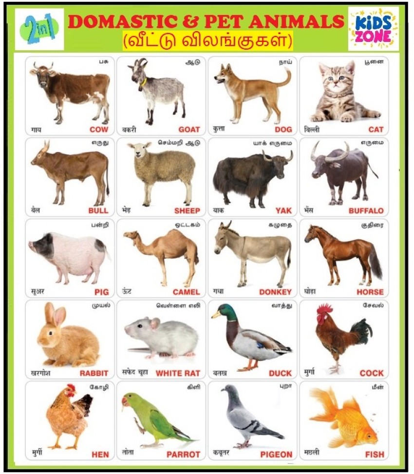 Tamil & English Wall Charts (12 Charts ) Back to Back | 37 x 48 cm - Kids  Wall Picture Chart | Tamil Alphabets, English Alphabets, Numbers Fine Art  Print - Birds,