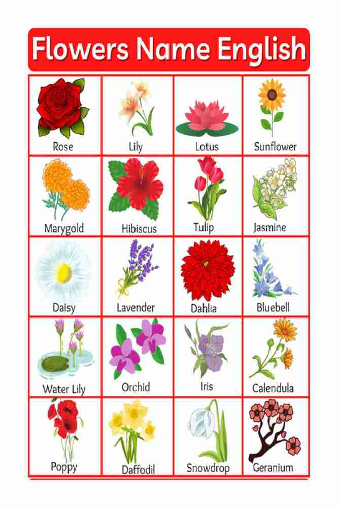 Flower Chart With Names And Pictures | Best Flower Site