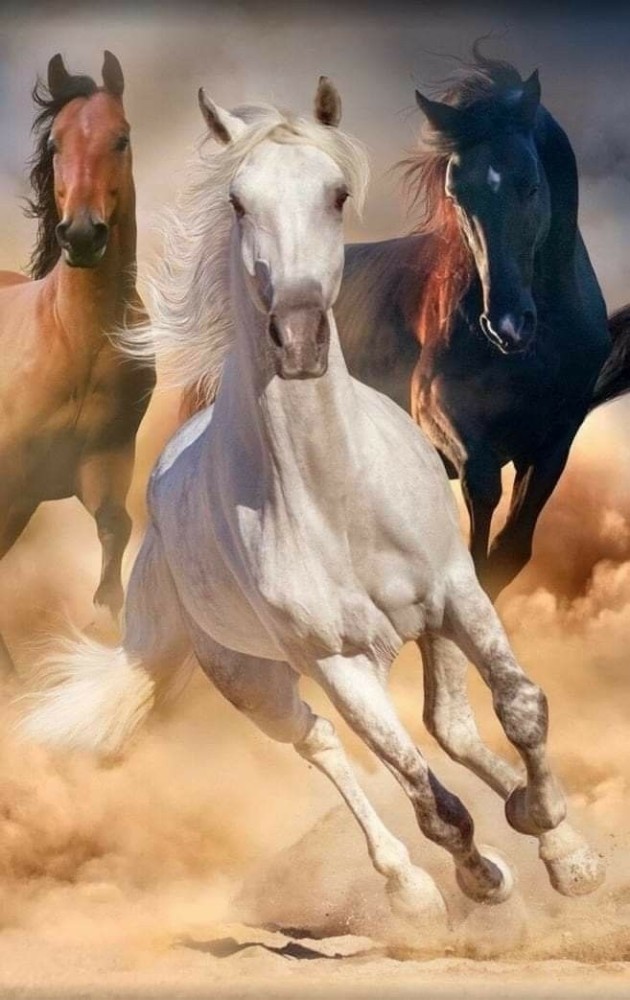 3d Wallpaper Seven Horses Running Stock Photo 1429981745  Shutterstock