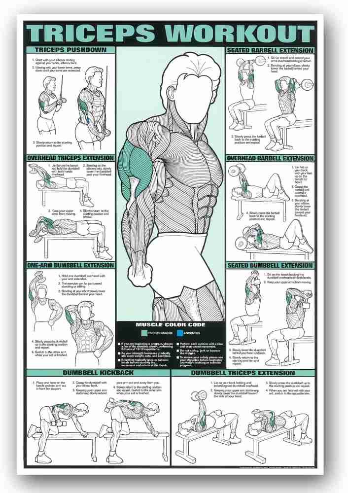 Motivational Inspirational Triceps Workout Exercise Gym Poster - 24 x 36  Inch Fine Art Print - Sports, Educational posters in India - Buy art, film,  design, movie, music, nature and educational paintings/wallpapers at