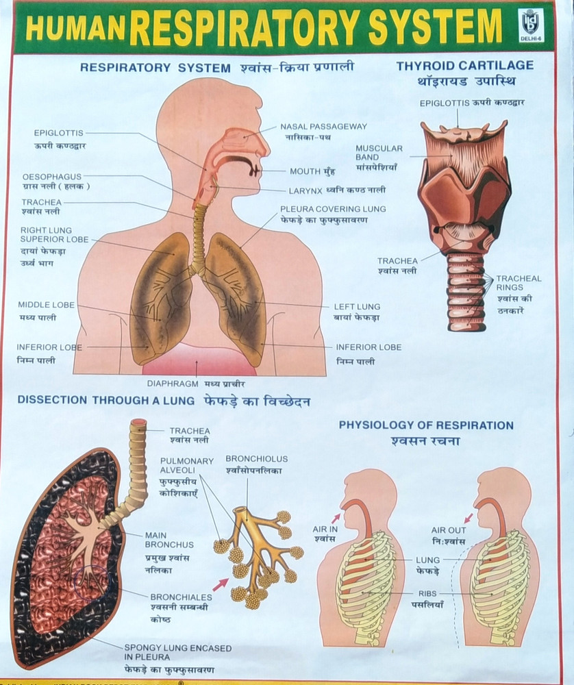 The Respiratory System Anatomical Chart Poster