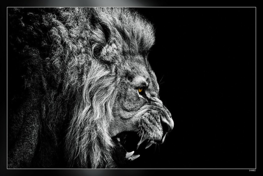İphone Wallpaper black and white lion  iphone wallpaper  Lion wallpaper Lion  wallpaper iphone Black and white lion