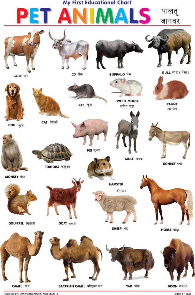 pet animals chart