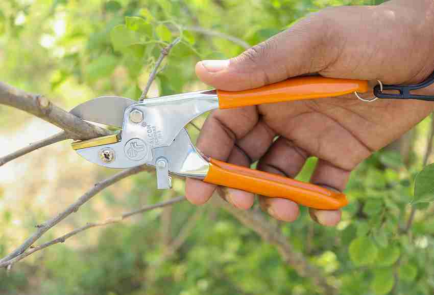 Falcon tree new arrivals branch cutter
