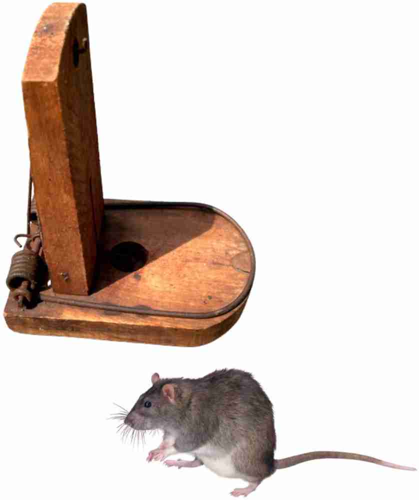 Ammaieesan Metal Rat Traps That Kill Instantly - Very Powerful Rat, Mouse  Pack of 2 Live Trap Price in India - Buy Ammaieesan Metal Rat Traps That  Kill Instantly - Very Powerful