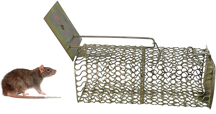 Rat catching hotsell