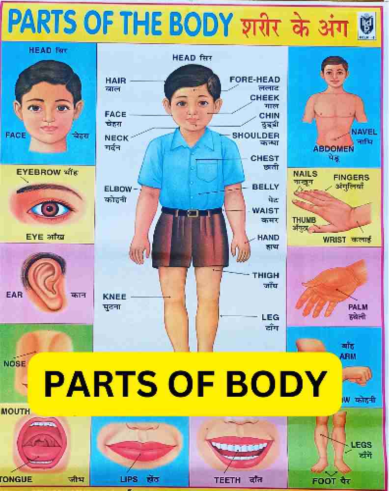 Buy Parts of Body ITS Very Helpful to Children for Learn The Name of Body  Parts Online at Low Prices in India 