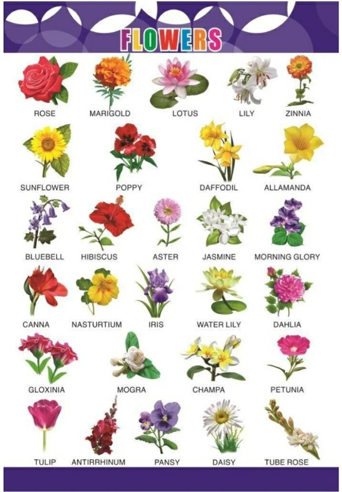 Bluebell Flower In Hindi Word Best Flower Site