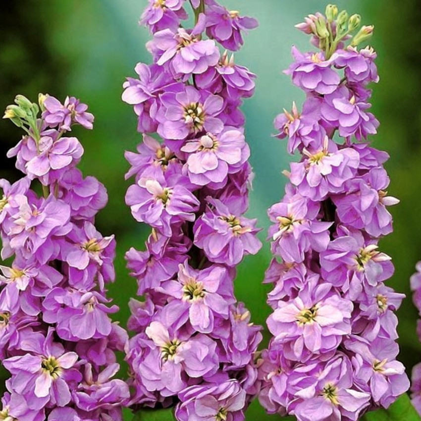 Poches Stock Gilly flower Brompton stock Flower Seeds High Germination Seeds Seed Price in India Buy Poches Stock Gilly flower Brompton stock Flower Seeds High Germination Seeds Seed online
