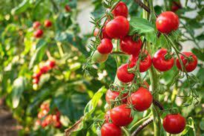 週末限定ンセール PEDPOUDHE Tomato, Tamatar Seed Price in India - Buy その他観葉植物