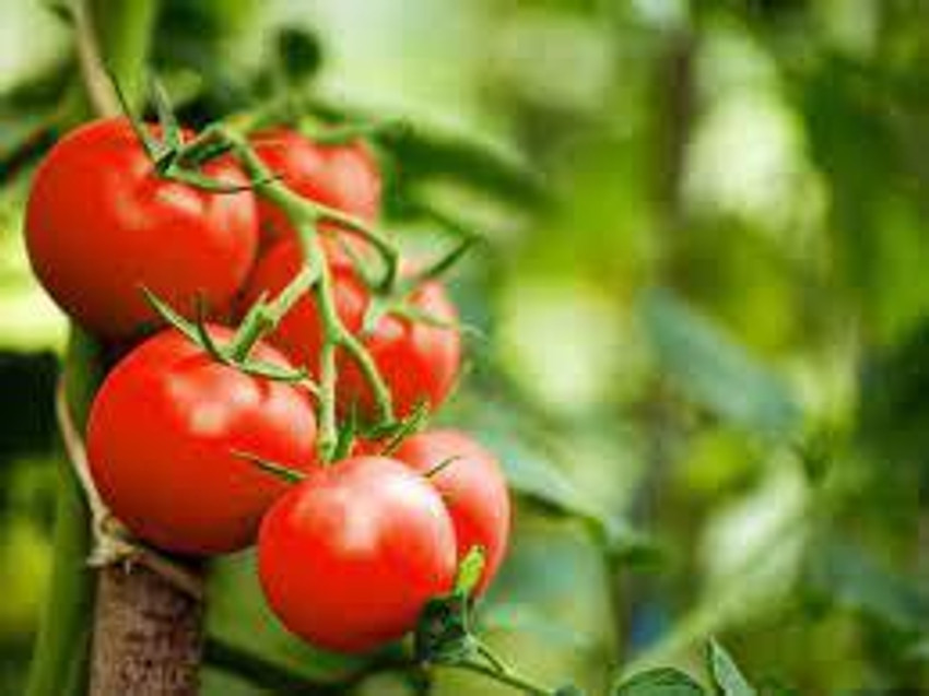 Oliver F1 Quality tomato seed Seed Price in India - Buy