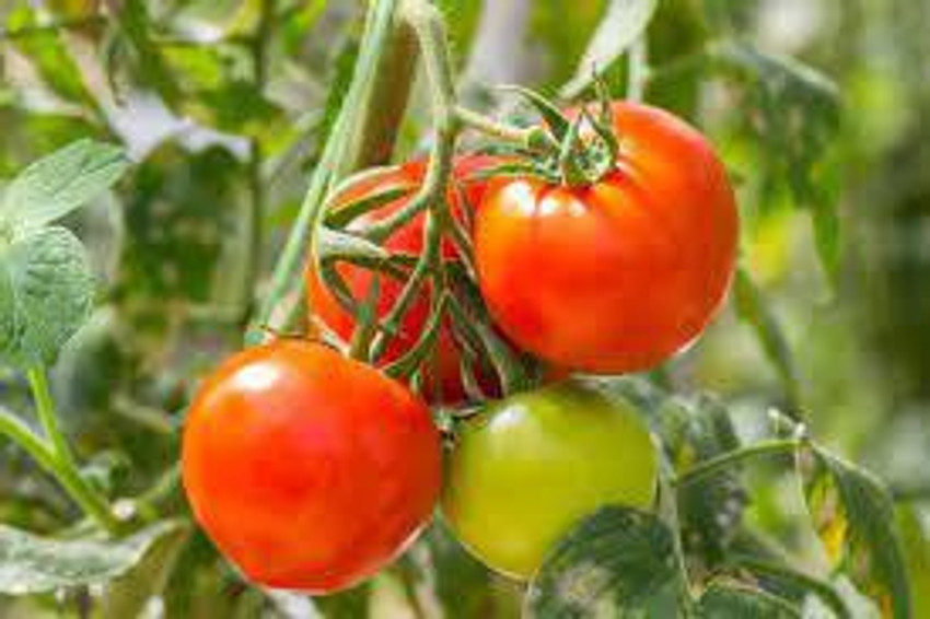 greeplanthub Tomato Plant Price in India - Buy greeplanthub