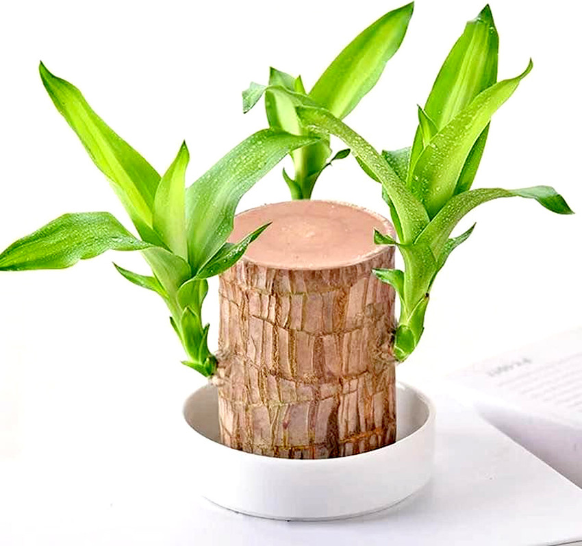 Moistii Brazilian Lucky Bamboo Good Luck Plant Live Indoor Plant Feng Shui Plant Seed Price in India Buy Moistii Brazilian Lucky Bamboo Good Luck Plant Live Indoor Plant Feng Shui Plant