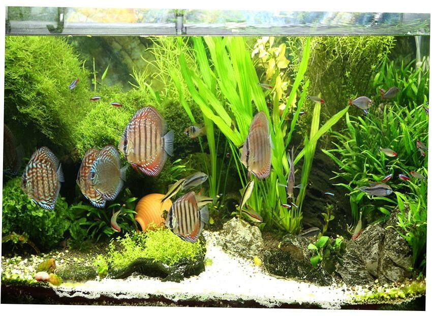 freshwater fish tank backgrounds