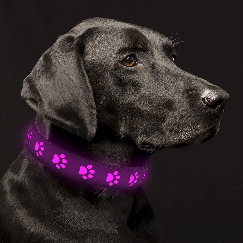 Purple light up deals dog collar