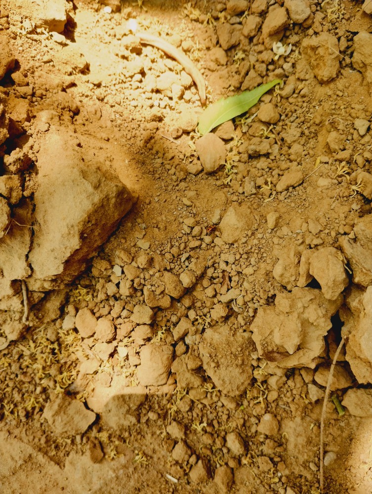 yellow soil