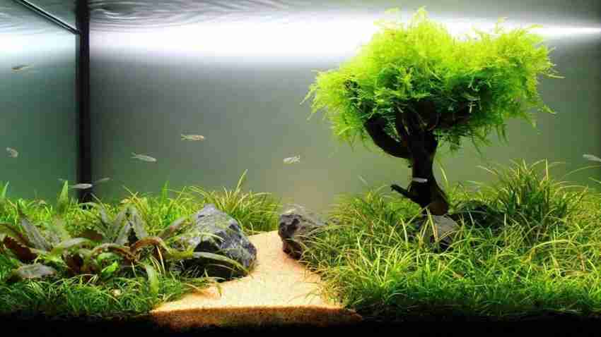 Erwon Aquarium Plant Manure for best growth of Live aquarium and water plants. 250 ml Manure Price in India Buy Erwon Aquarium Plant Manure for best growth of Live aquarium and water