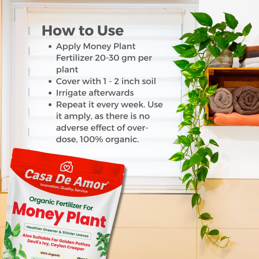 Use of deals money plant