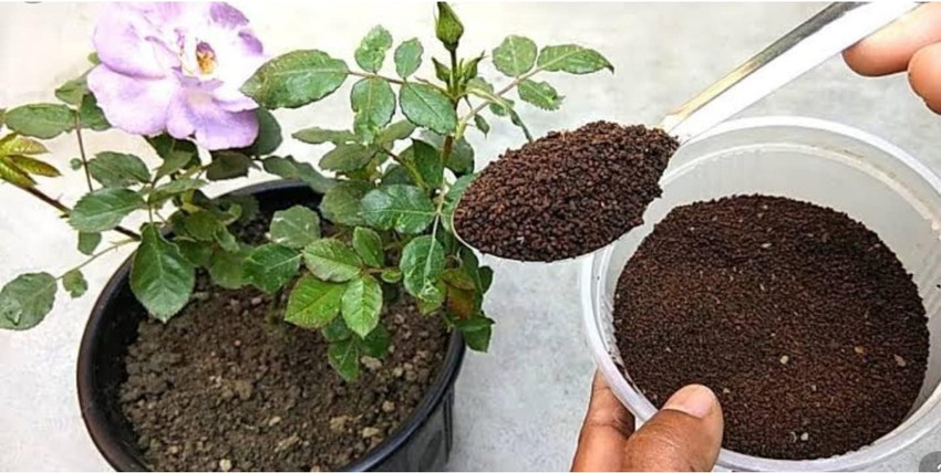 elamgreen Rose plant fertilizer for flowering plants organic