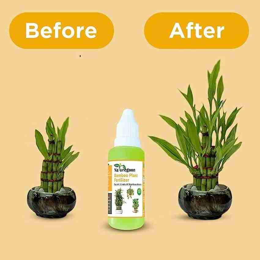 Lucky Bamboo Fertilizer Lucky Green Plant Food Fertilizer - 2 Bottles For Lucky  Bamboo & Garden Plants, Slow-Release Liquid With Nitrogen Bamboo Food