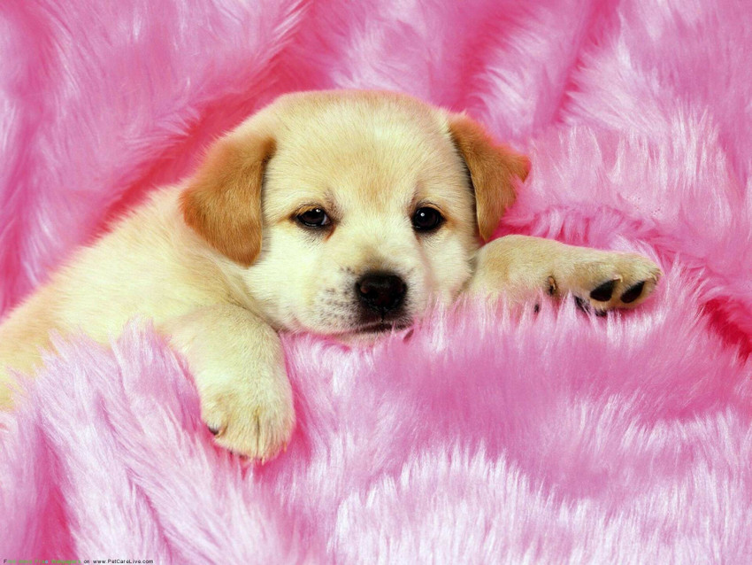Cute puppies online clearance