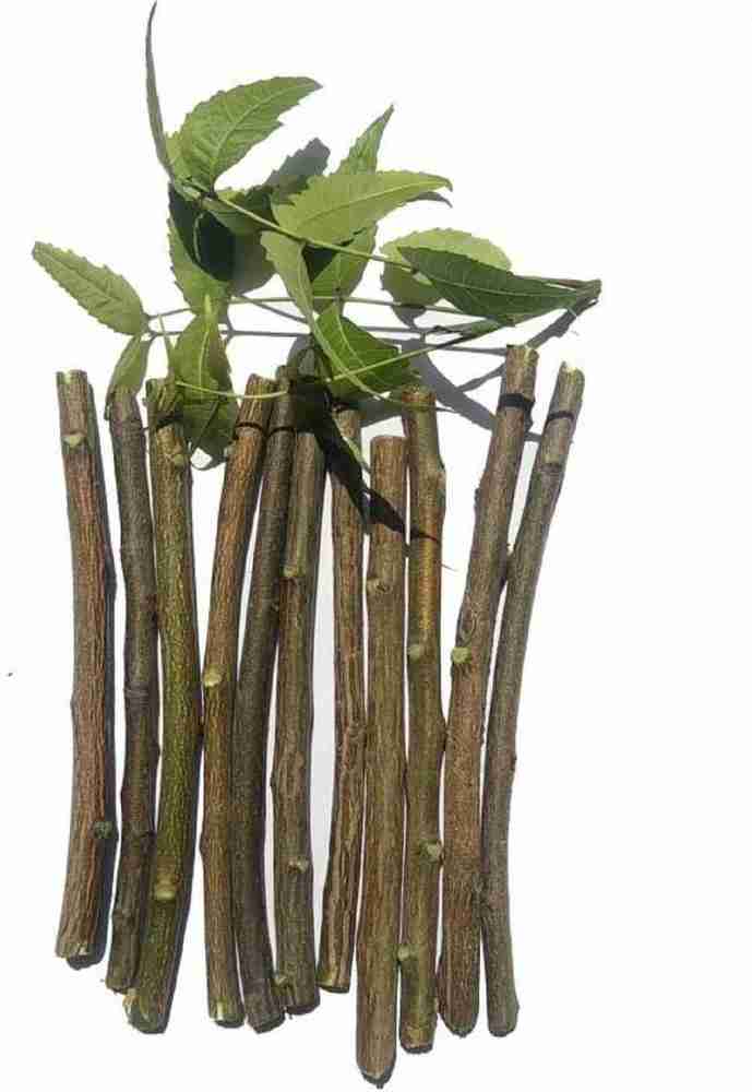 MOSSMOOR Natural Organic Neem Datun Nim Tree Twigs Chew Sticks for Brushing Teeth Medium Toothbrush Buy Baby Care Products in India Flipkart