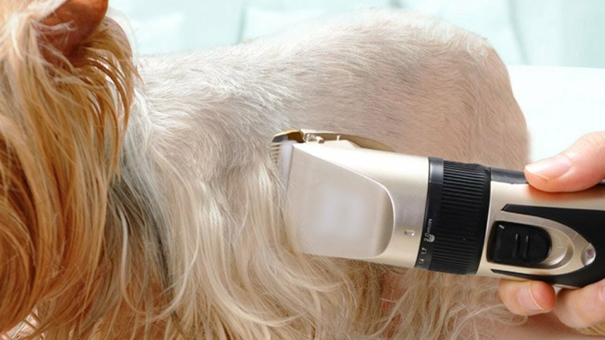 Pet 2025 hair shaver