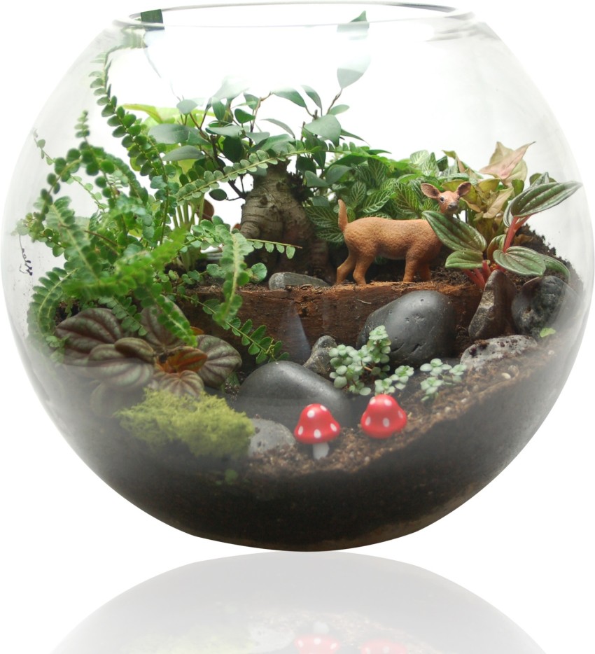 Large Glass Bubble Fish Bowl Terrarium Vase