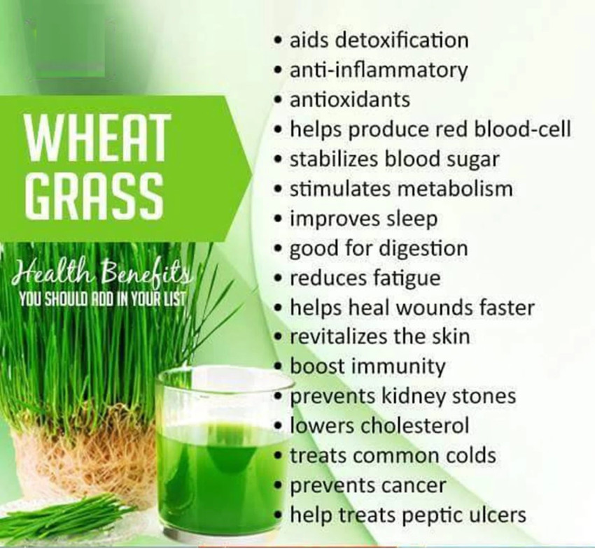 Organic wheatgrass powder benefits shop