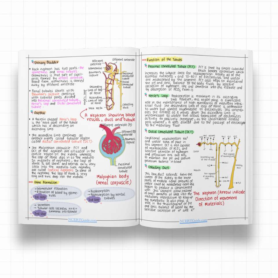 Class 11 Biology Short Notes | Handwritten & Colorful | CBSE Board ...