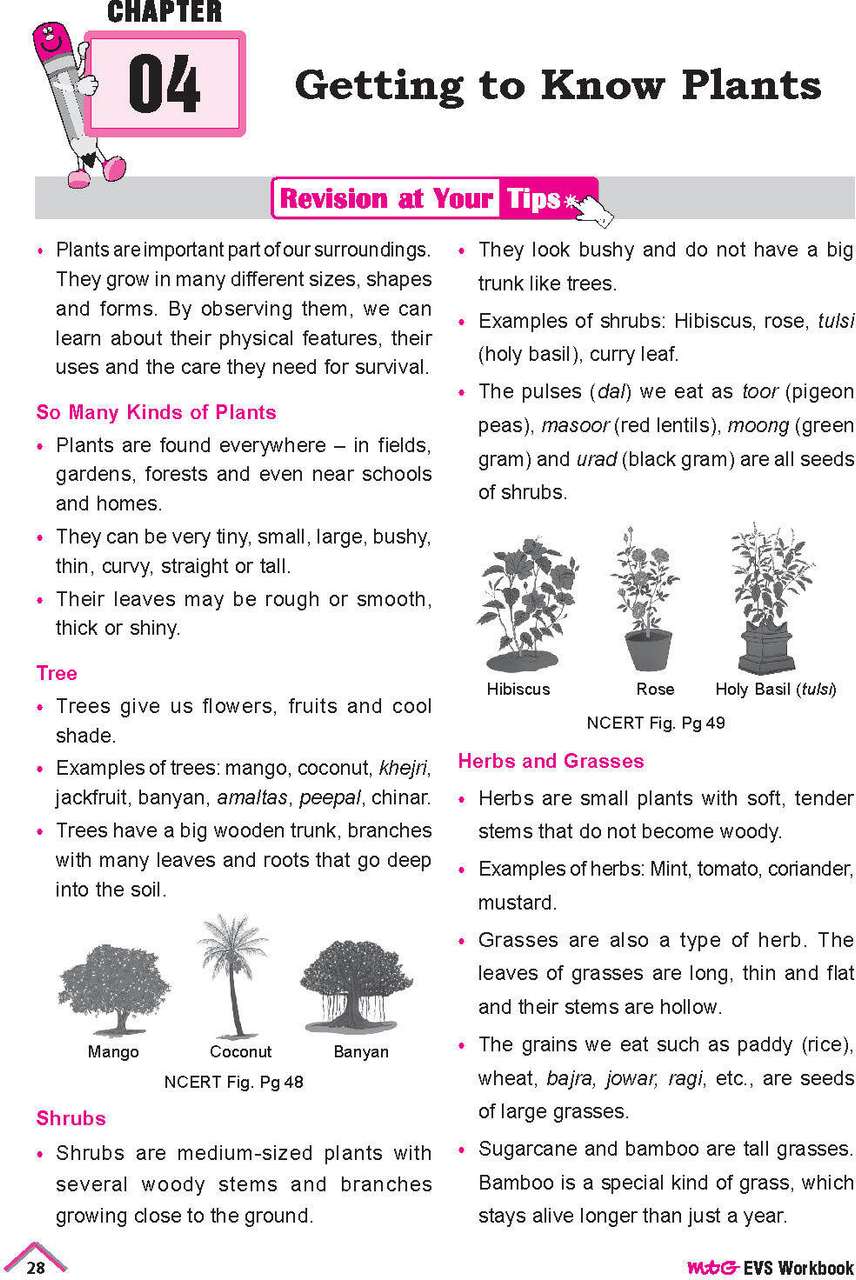 MTG NCERT Buddy EVS Workbook (Our Wondrous World) For Class 3 | Based ...