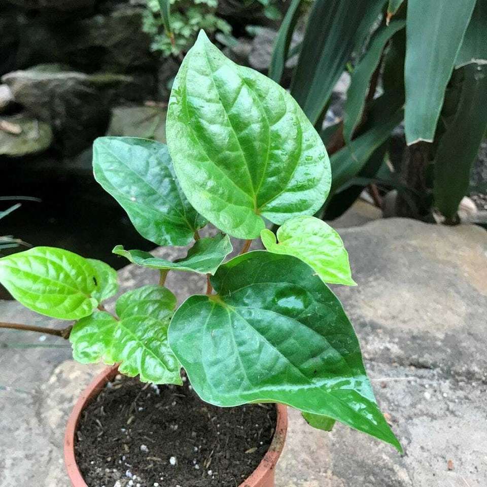 SOFTYGARDEN Betel Leaves Seed Price in India - Buy SOFTYGARDEN Betel ...