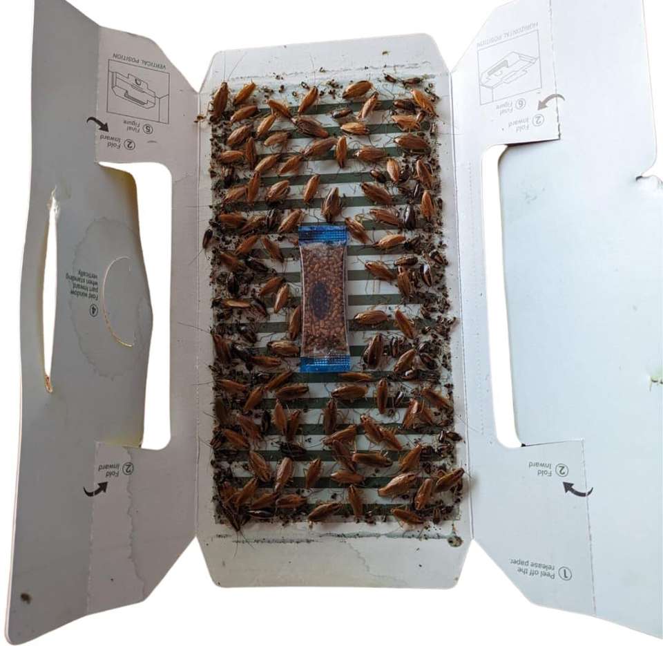 Cockroach Net PESTEZY Cockroach Trap| Pesticide Free Sticky Glue Traps for Effective ...