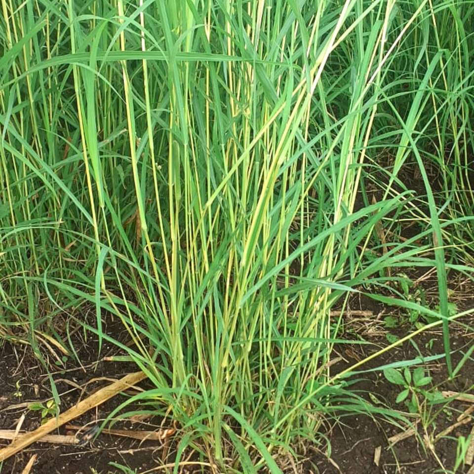 N.G.M. AGROCARE Jinjwa Grass sapling Price in India - Buy N.G.M ...
