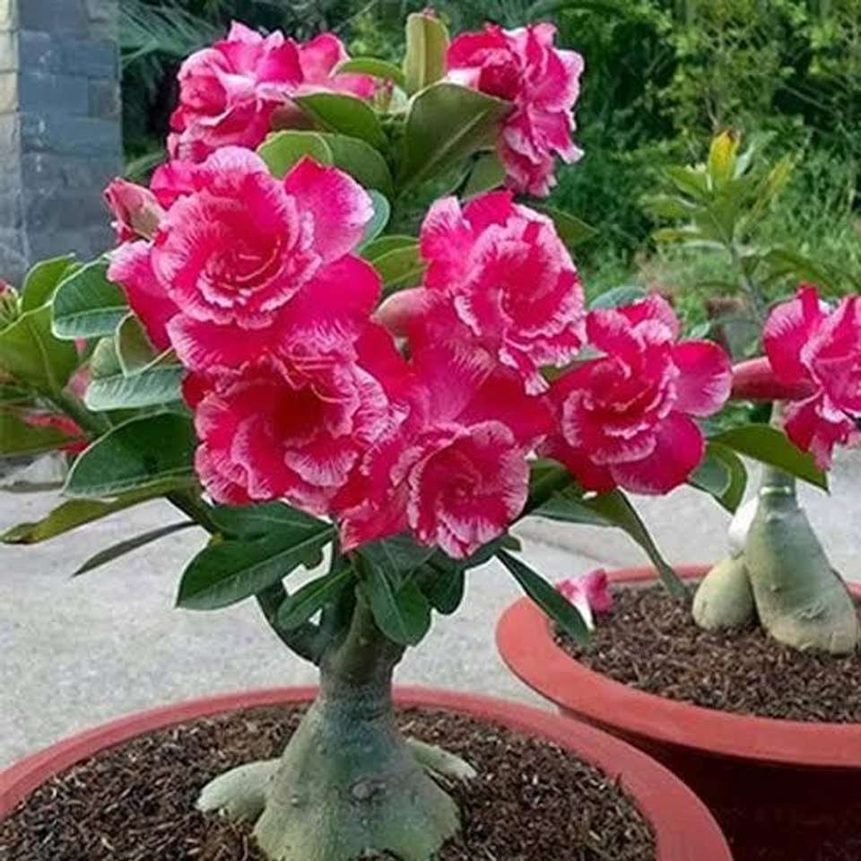 Adenium plant F Adenium Plant Price in India - Buy Adenium plant F ...