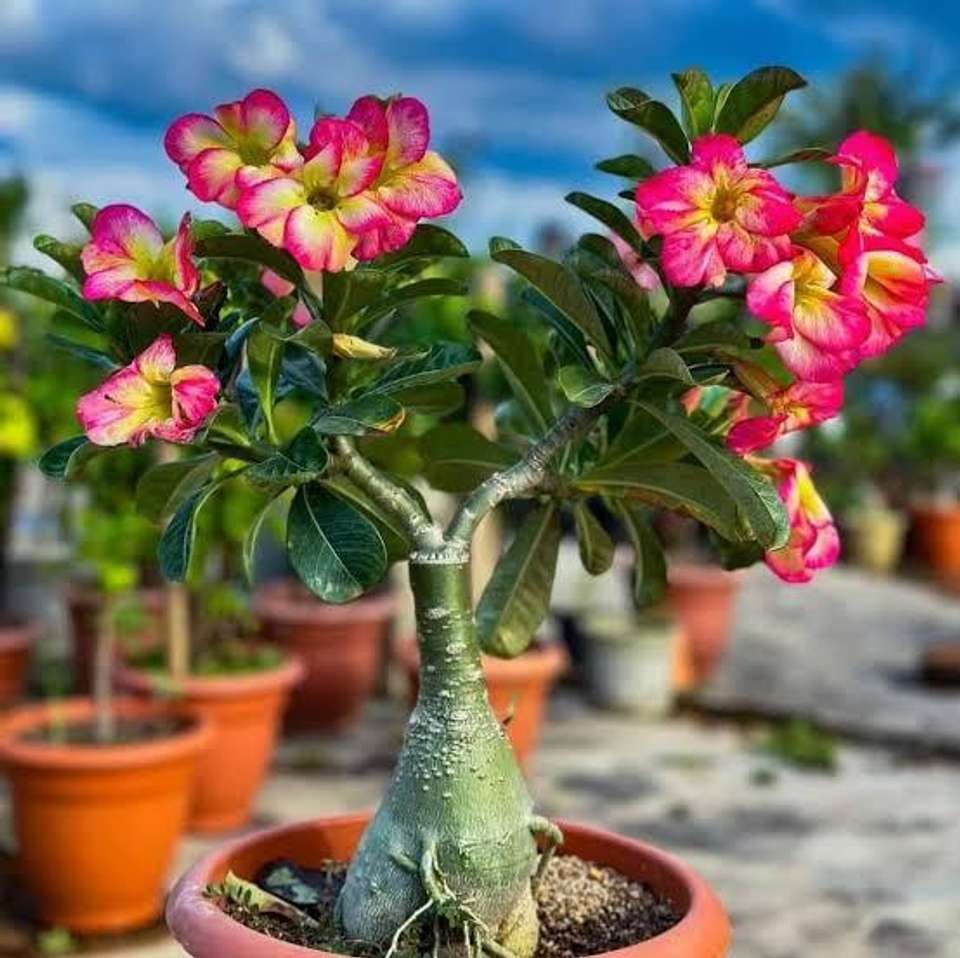 Adenium plant F Adenium Plant Price in India - Buy Adenium plant F ...