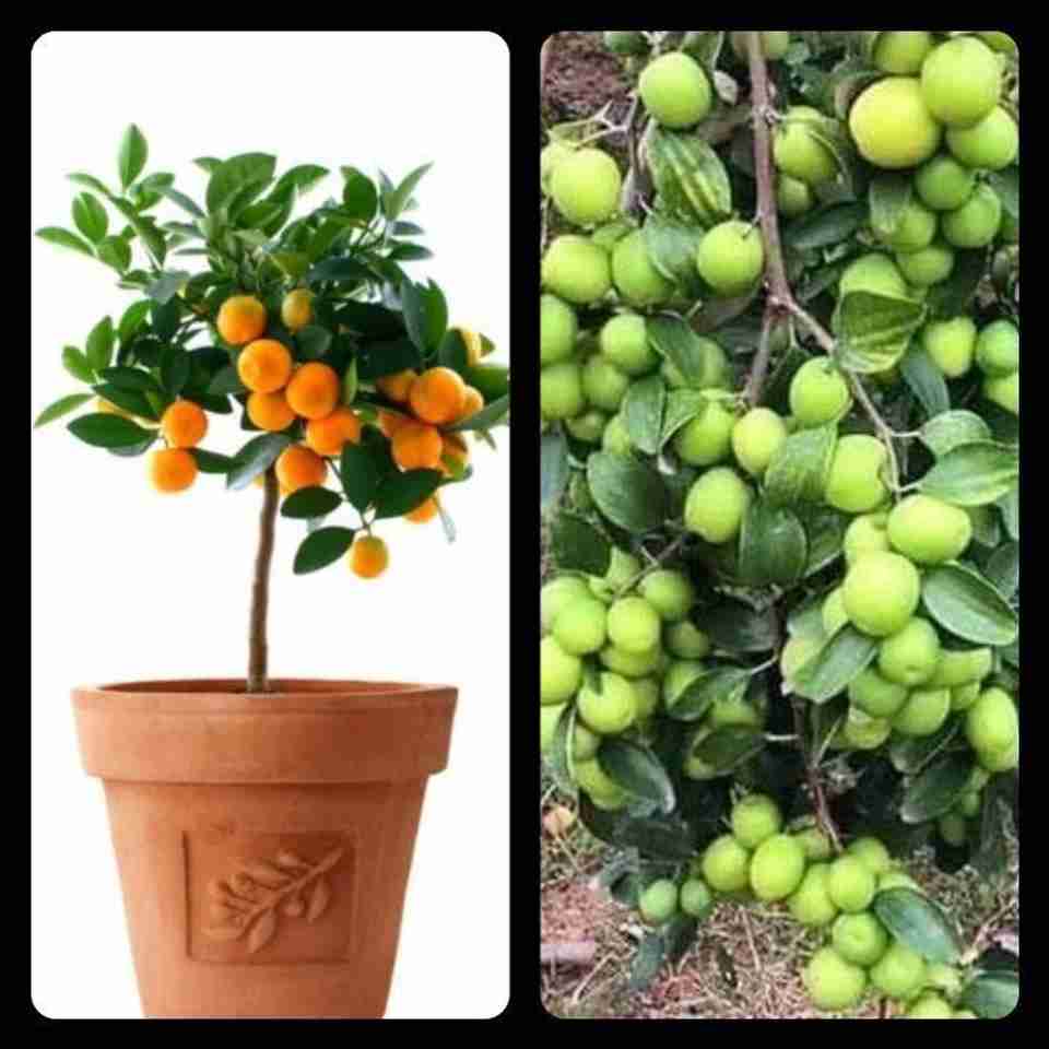 PetalPath Guava Plant sapling Price in India - Buy PetalPath Guava ...