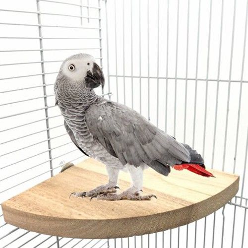 sage square 7 Inches / 17 cm Natural Wood Corner Platform cum Perch cum Stand Bird Toy Ideal for Cockatoo, Amazon, Macaw, African grey, Sun Conure, Pionus, Quaker Parrot, Cockatiel, Lovebird (Light Weight) Wooden Training Aid, Stick For Bird-picture-24