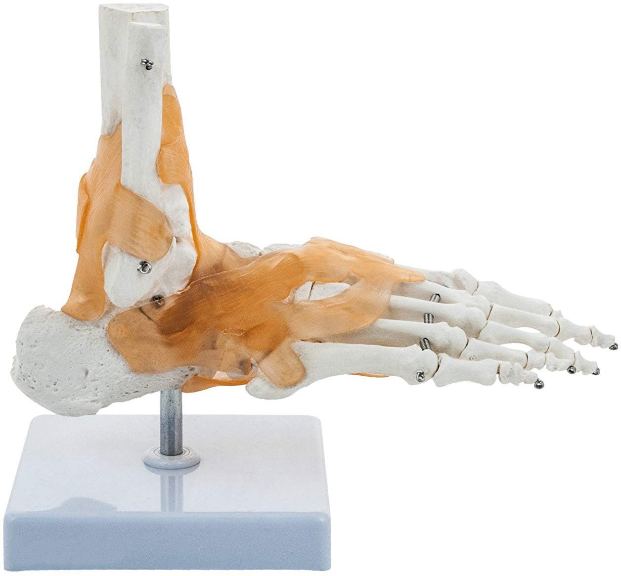 bexco Ankle Skeletal Model with Flexible Ligaments for Movement of the Ankle Joint, Right Foot Model, Premium Medical Anatomical Model, Perfect For Orthopedicians, Ideal For Doctors, Therapists, Medical Students and Educational Institutions-picture-8