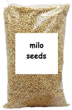 orchidwala Premium Quality Milo Seeds (Sorghum) for Doves, Pigeons Food - 2 kg 2 kg Dry Adult, Young, Senior Bird Food-picture-36