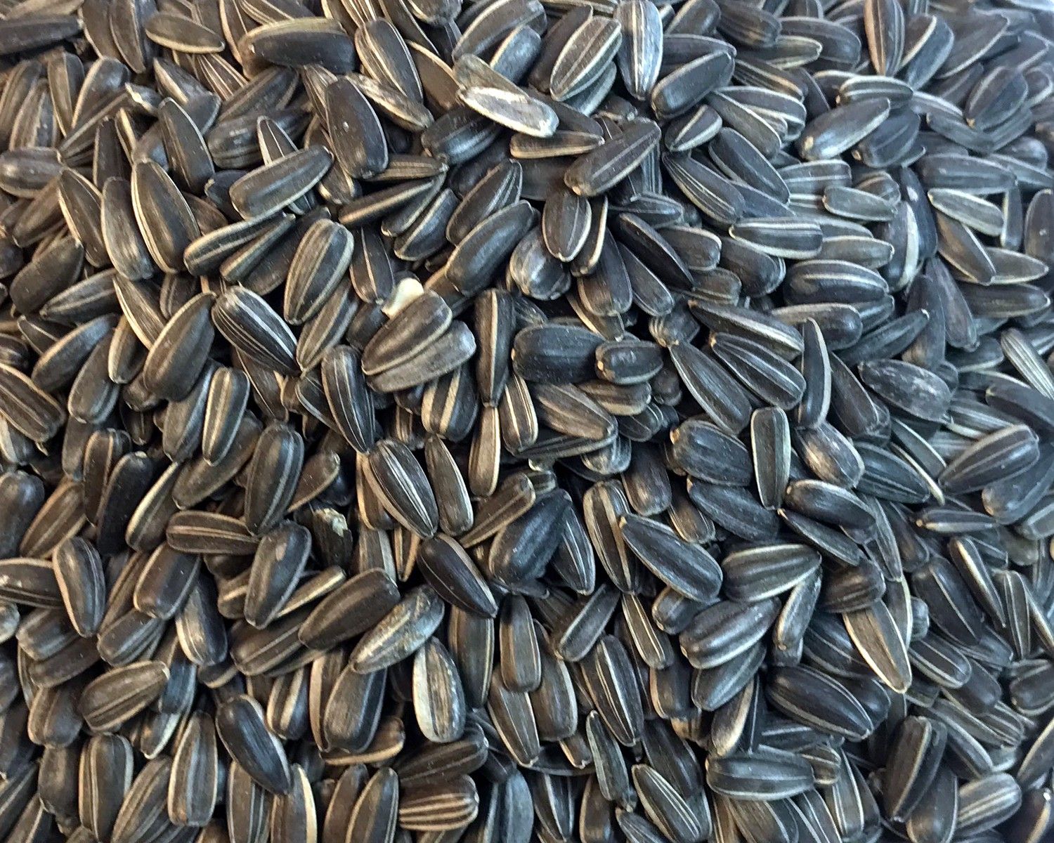 nitishree Large Size Sunflower Seeds for Grey and Indian Parrot, Macaw, Cockatoo and Exotic Birds 0.5 kg Dry New Born, Adult, Young, Senior Bird Food-picture-18