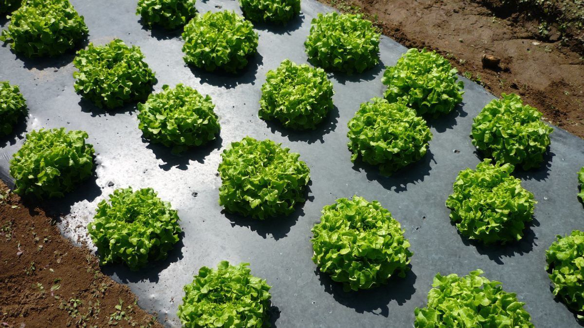 25 Micron Mulching Film/Paper 1200mm (Width- 4 Foot) 400 Meter Garden Mulch