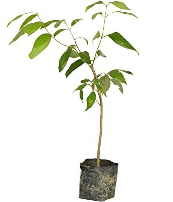 cloud farm Bay Leaf Plant-picture-31