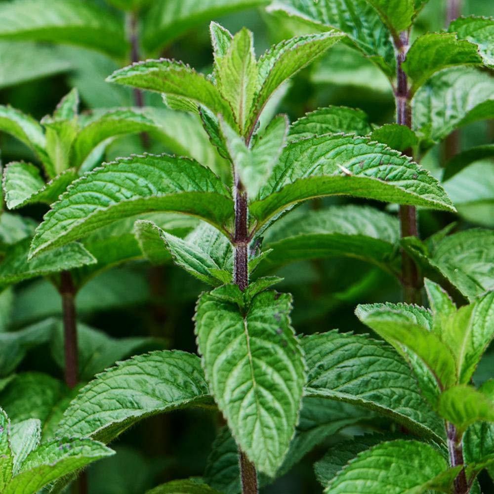 Organic PEPPER MINT F1 100% Germination Hybrid [500 Seeds] Seed-image-18