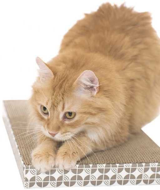 dogtrust Cat Scratching Pad-picture-29