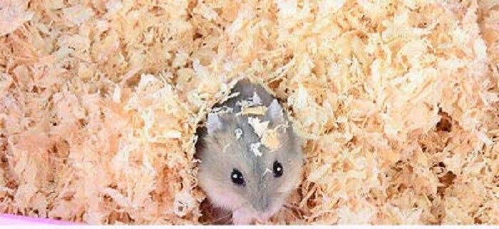 sage square Natural Wood Shaving Bedding for Hamster, Mice, Gerbil, Rabbit and Guinea Pig (200grm) Pet Litter Tray Refill-picture-28
